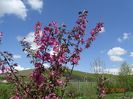 malus floribunda