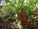 chaenomeles Clementine