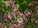 syringa California Rose