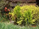 thuya Aurea Nana si spiraea Gold Mound