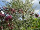 malus Cheal's Weeping