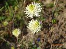 fothergilla major