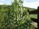 amelanchier Obelisk