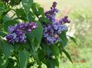 syringa Nadezhda
