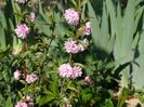 prunus gland. Rosea Plena