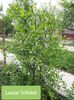 Lamai poncirus trifoliata