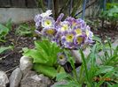 primula pubescens