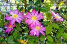 valynedelcu@yahoo.com Clematis 0037