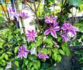 valynedelcu@yahoo.com Clematis 0038