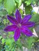 valynedelcu@yahoo.com Clematis 0035