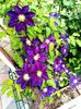 valynedelcu@yahoo.com Clematis 0033