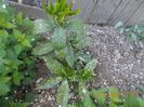 aucuba japonica variegata