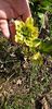 IMG-20200328-WA0003