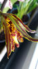 psychopsis papilio mariposa GV