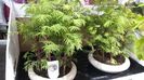 sequoia forest  bonsai-250lei