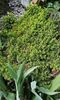 Picea abies-un conifer miniatural cu crestere lenta