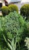 Alt picea glauca cu crestere lenta