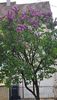 Copacul liliac