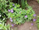 geranium himalayense baby blue