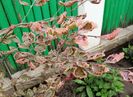 Fagus sylavatica Purpurea tricolor