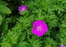 geranium sanguineum Rosa