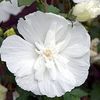 Trandafir chinezesc alb batut (Hibiscus syriacus White Chifon) -3