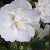 Trandafir chinezesc alb batut (Hibiscus syriacus White Chifon) -4