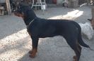 Rottweiler Cayla
