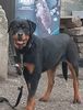 Rottweiler Caya