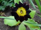 primula pubescens