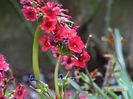 primula jap. Miller's Crimson