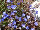 veronica Georgia Blue