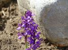 orchis morio