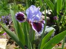iris pumila Earth and Sky