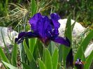iris pumila Michael Paul