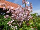 syringa California Rose