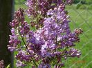 syringa Marechal Foch