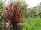 berberis Orange Rocket