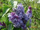syringa Nadezhda