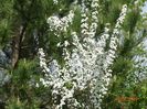 spiraea prunifolia Plena