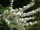 spiraea prunifolia Plena