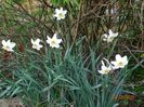 narcissus poeticus