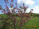 malus Brandywine