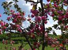 malus Brandywine