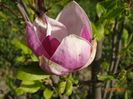 magnolia Rustica Rubra