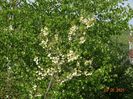 halesia carolina