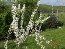 spiraea prunifolia Plena