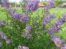 syringa chinensis