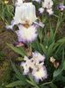IMG-20200509-WA0018