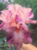 IMG-20200510-WA0013